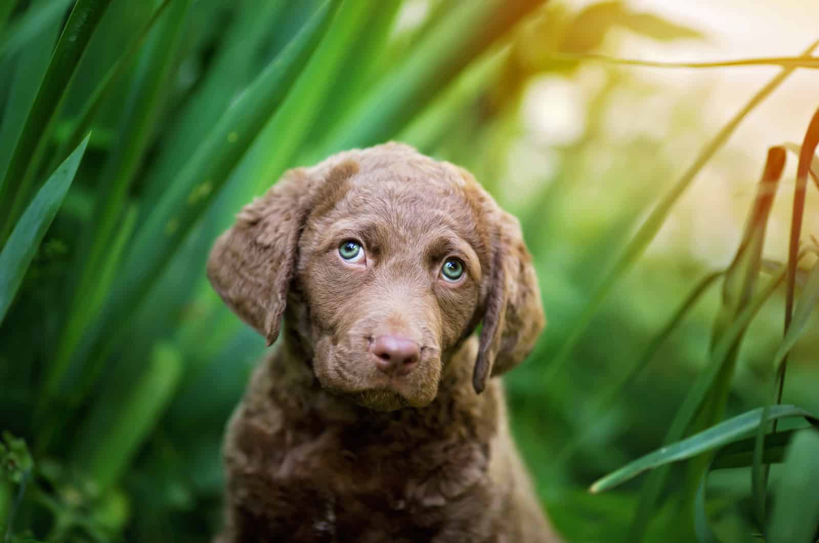 Cachorro Chesapeake Bay Retriever