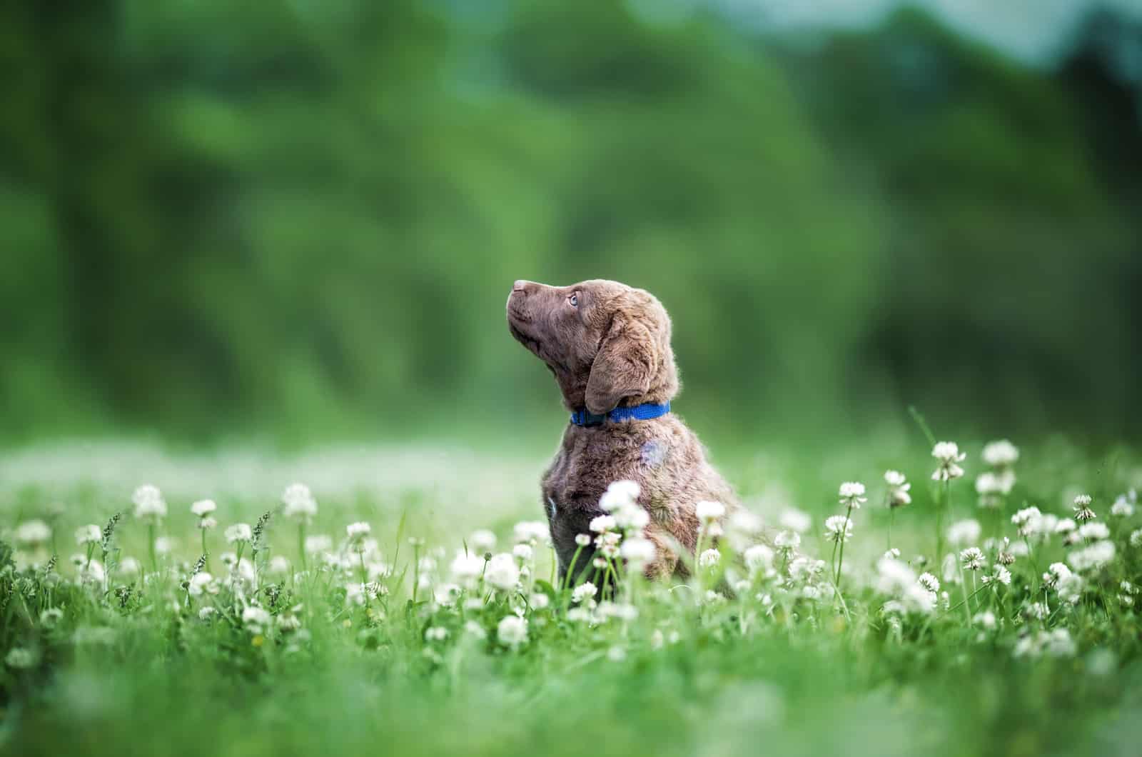 Cachorro Chesapeake Bay Retriever en un campo de trébol