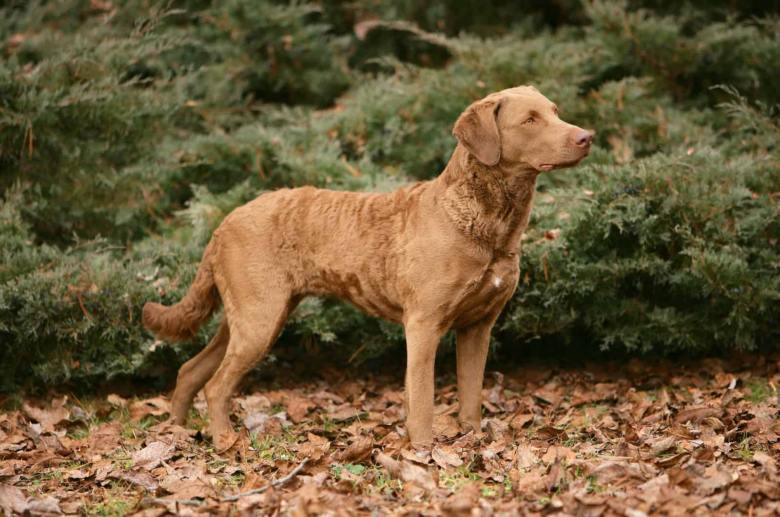 Chesapeake Bay Retriever de pie