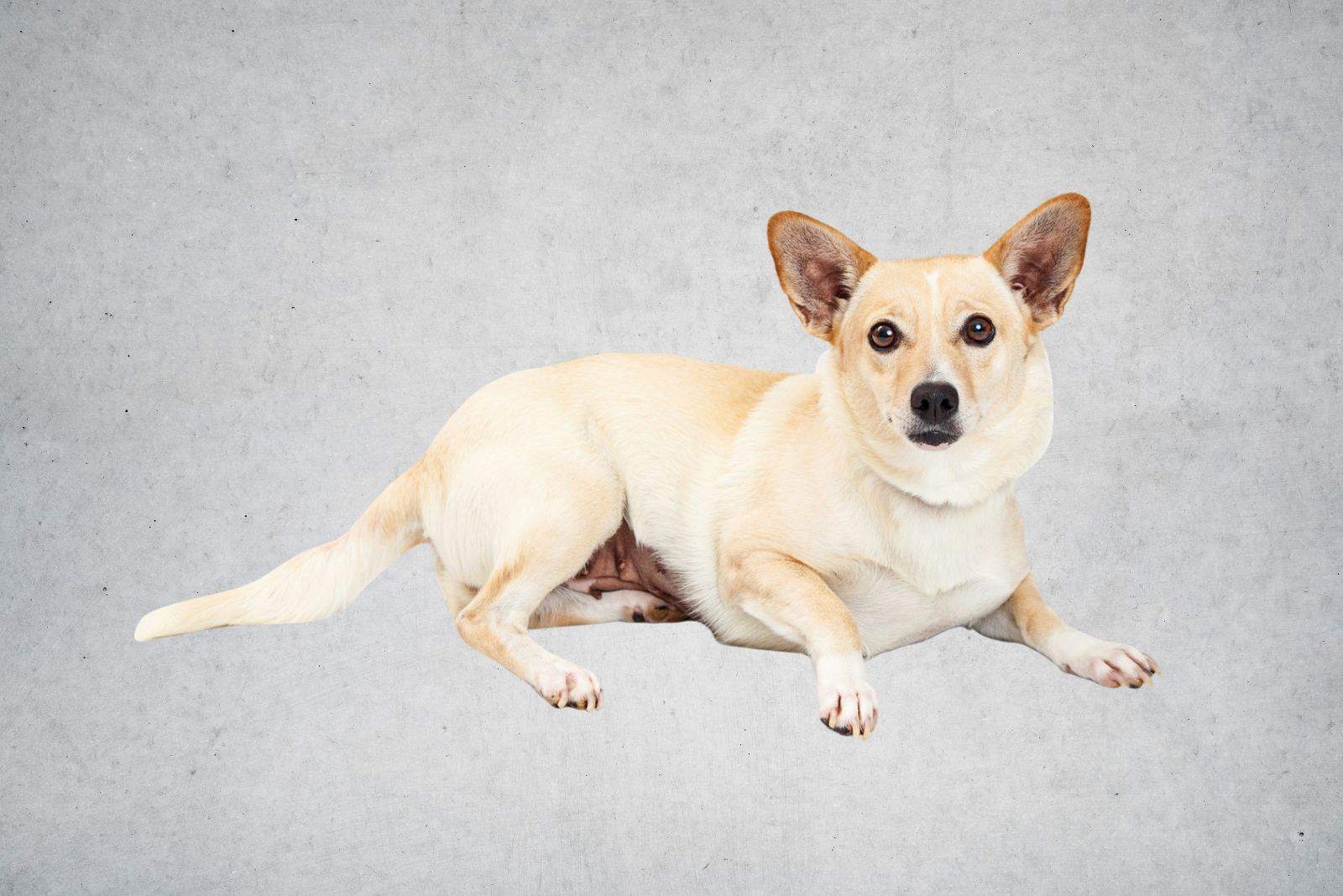 Perro de raza mixta Chihuahua y Corgi acostado de lado y mirando a la cámara.