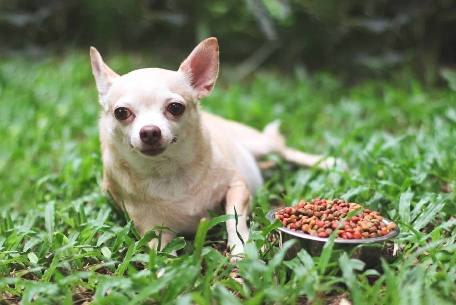 Perro chihuahua acostado en el césped con un cuenco de comida para perros