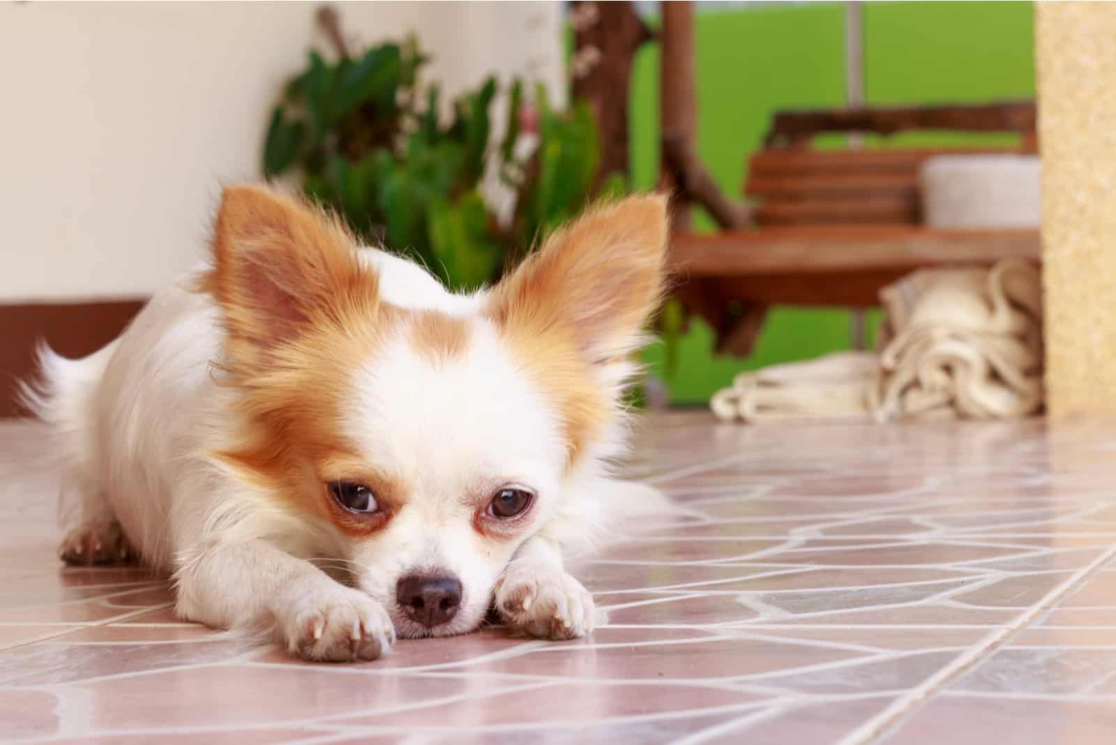 Perro chihuahua acostado en el suelo