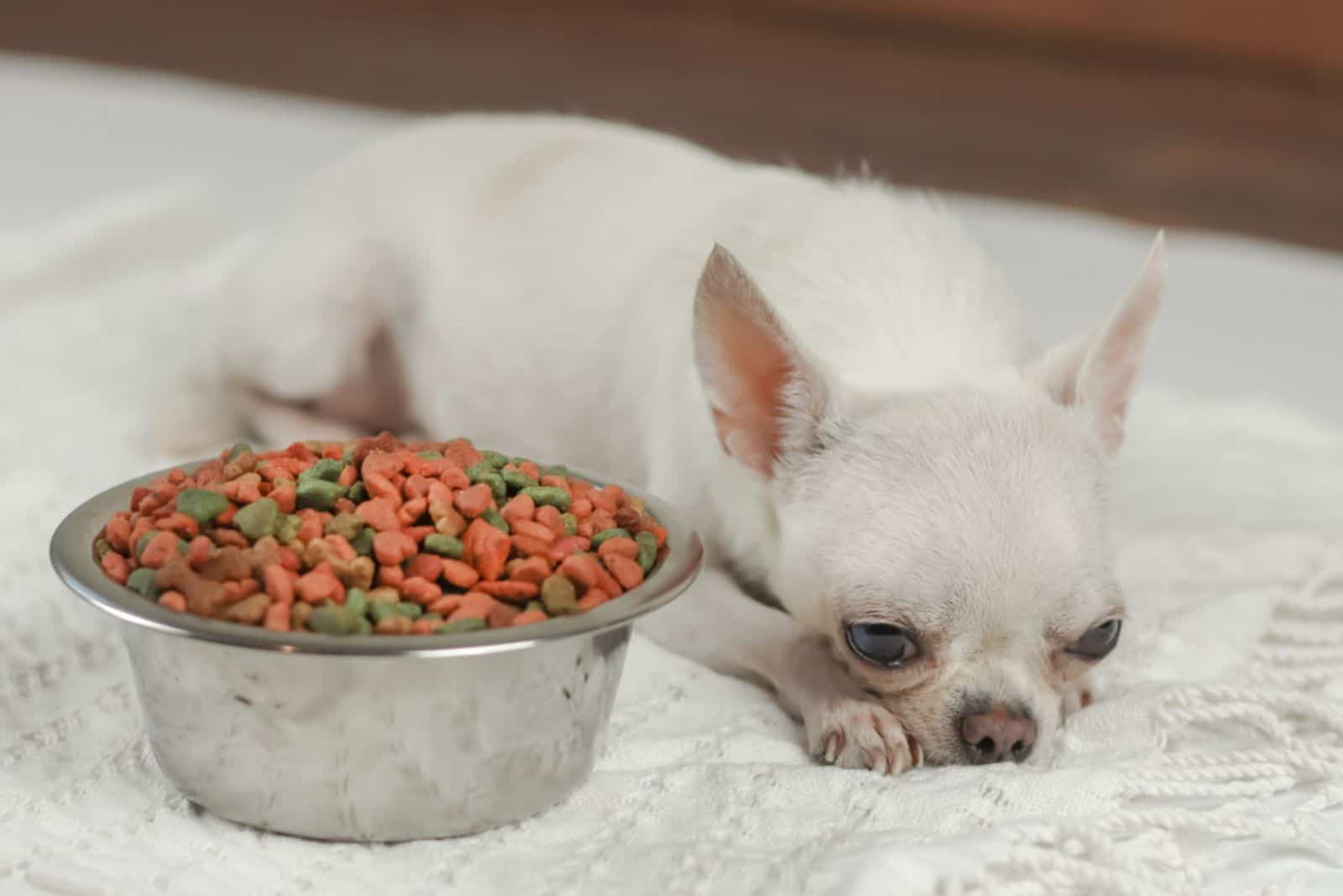 Perro chihuahua acostado en una tela blanca con un cuenco de comida para perros al lado