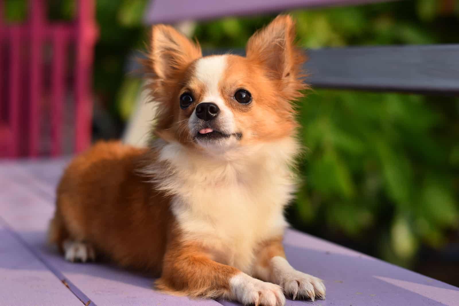perro chihuahua acostado en el banco