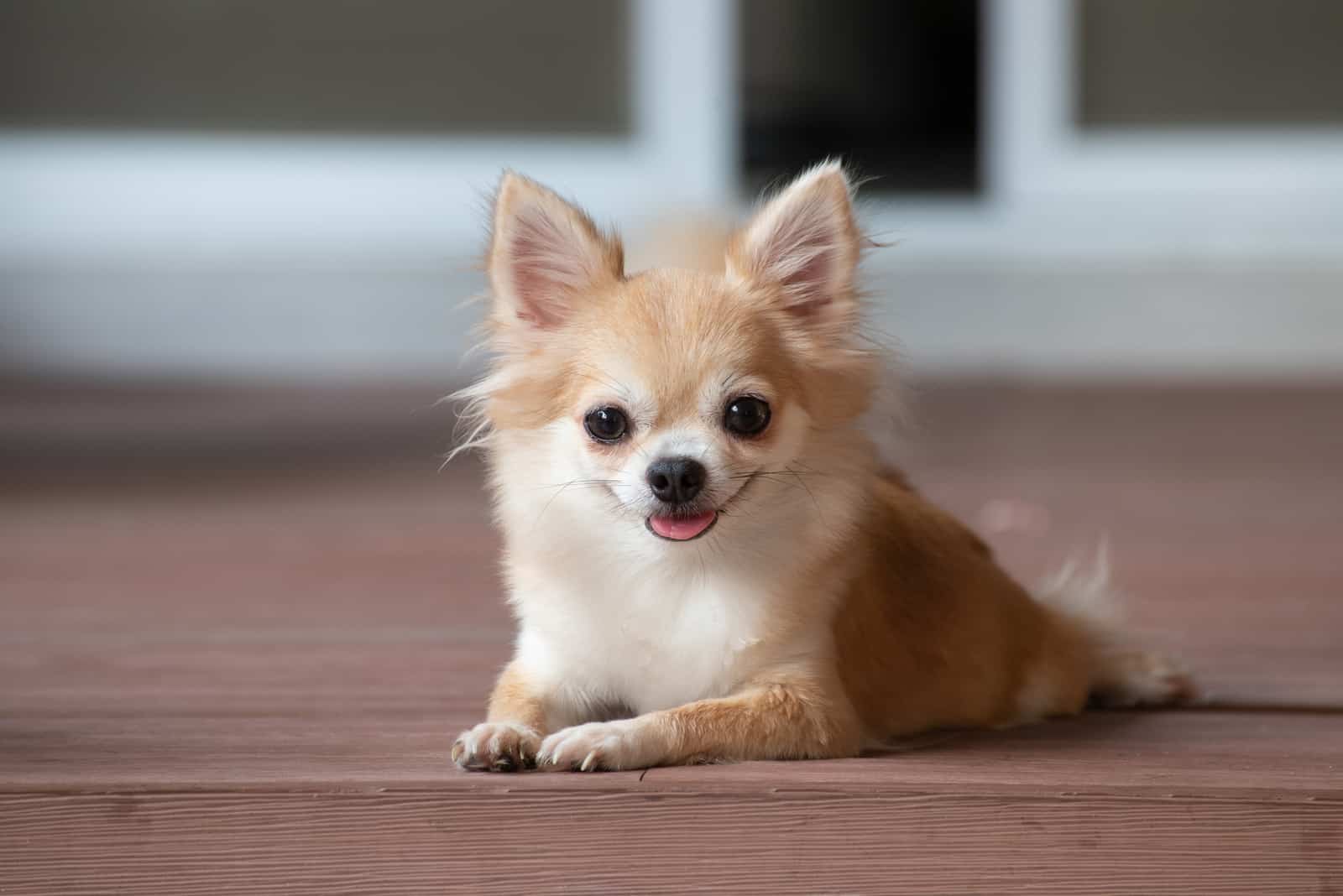 Perro Chihuahua acostado en el suelo