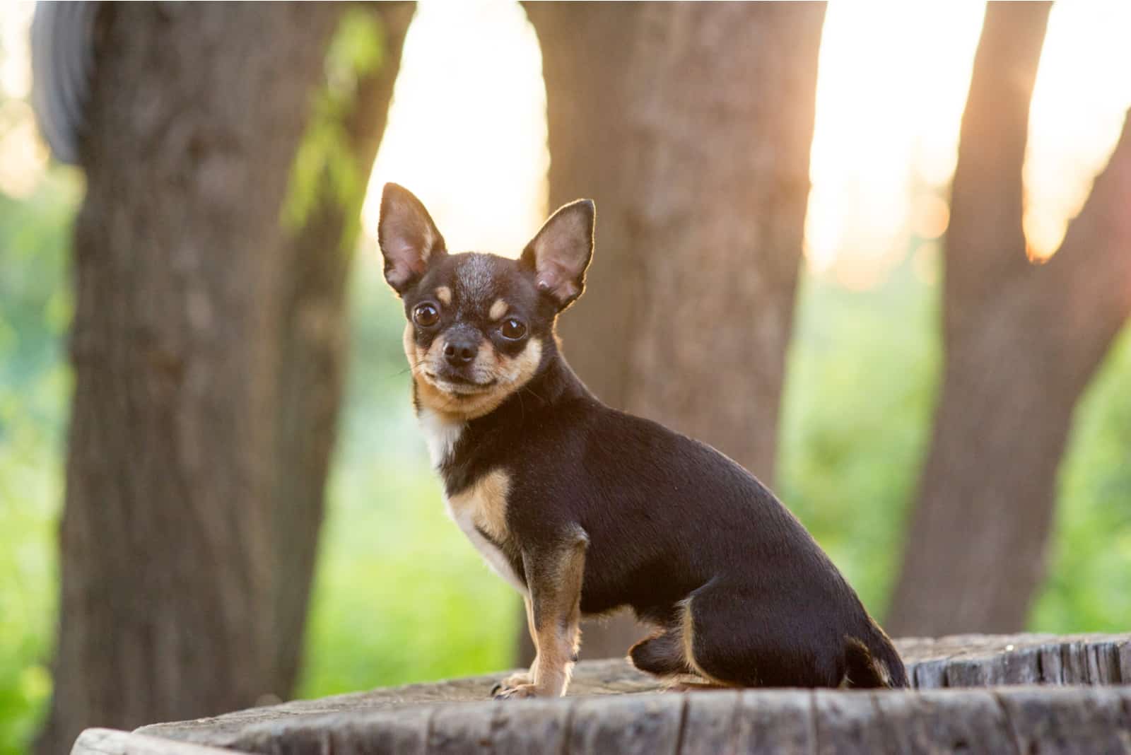perro chihuahua sentado en el parque
