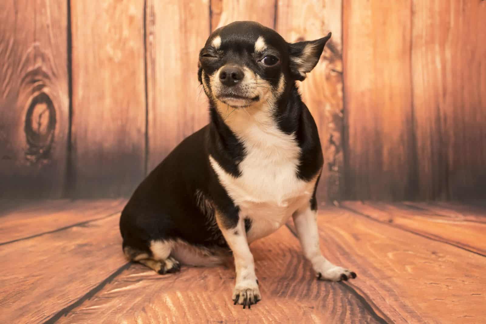 Perro chihuahua guiñando el ojo