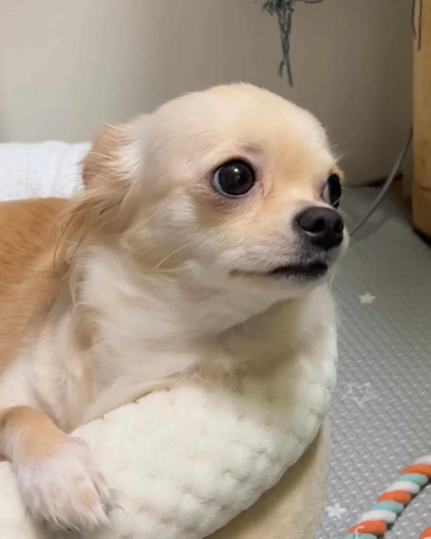 Chihuahua mirando al lado