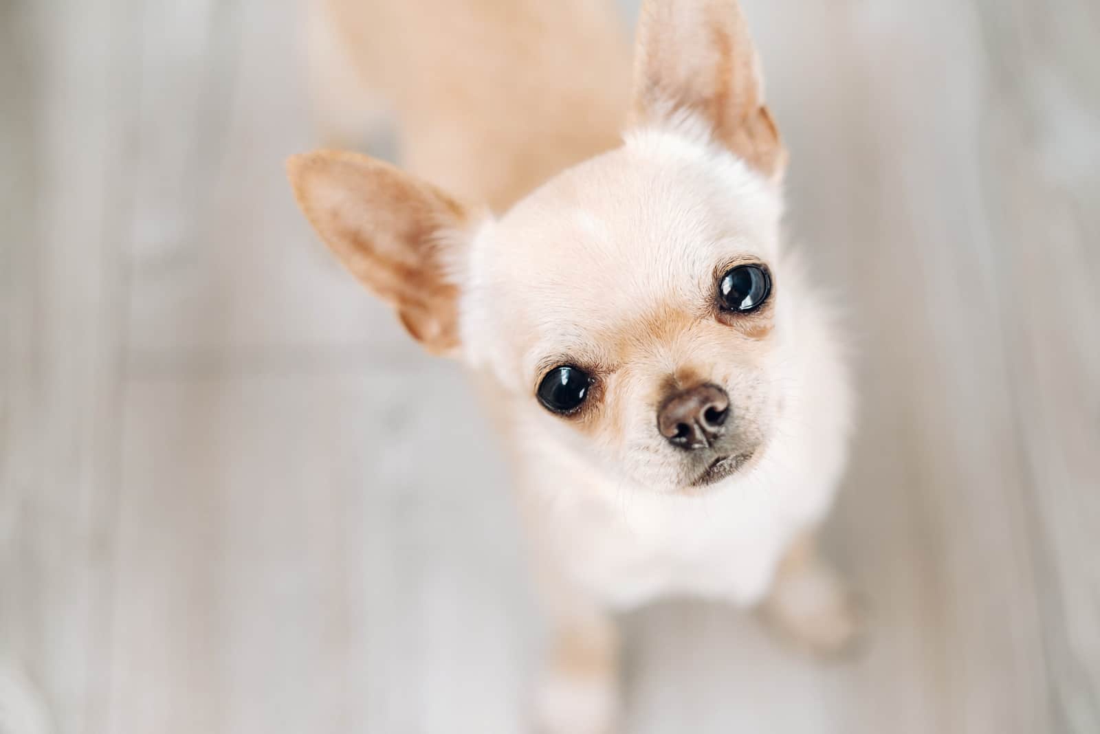 Chihuahua mirando hacia arriba