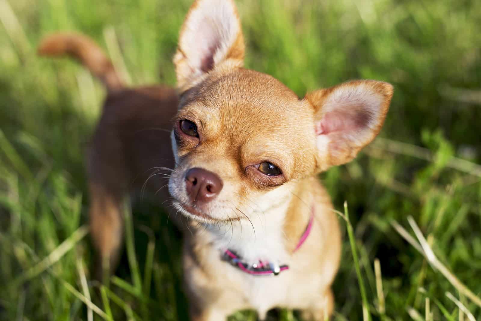 Chihuahua mirando hacia arriba a la cámara