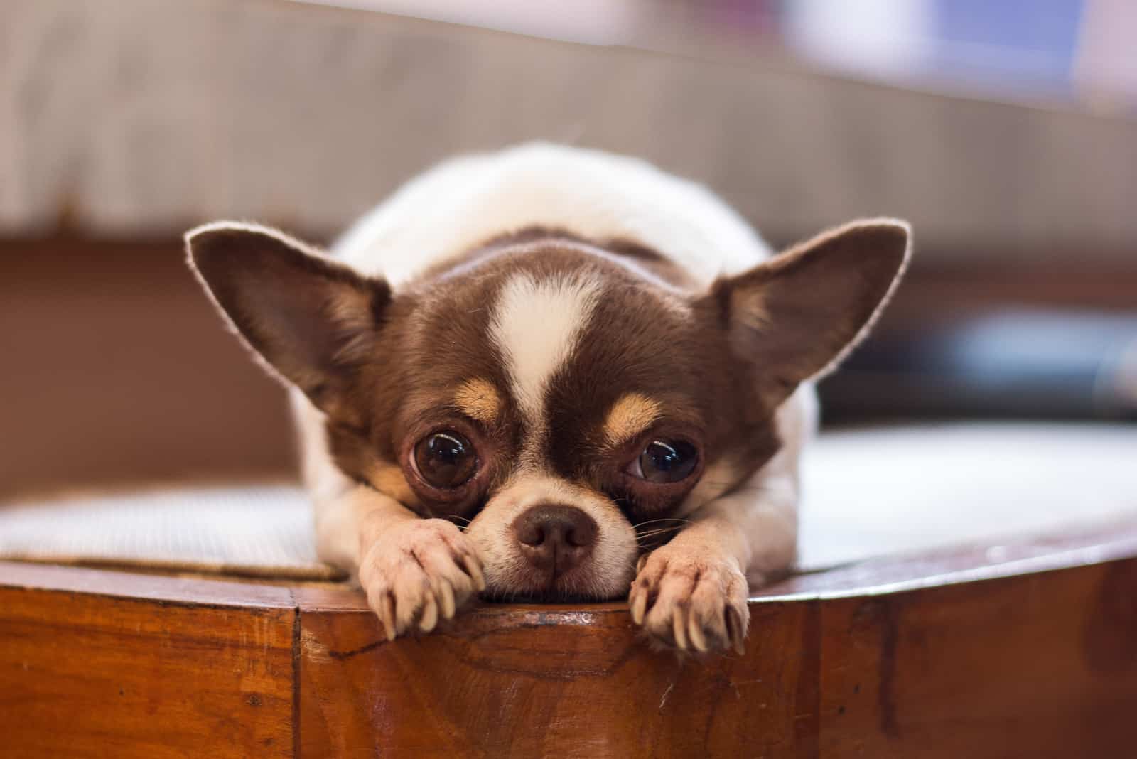 Chihuahua tumbado y mirando a la cámara