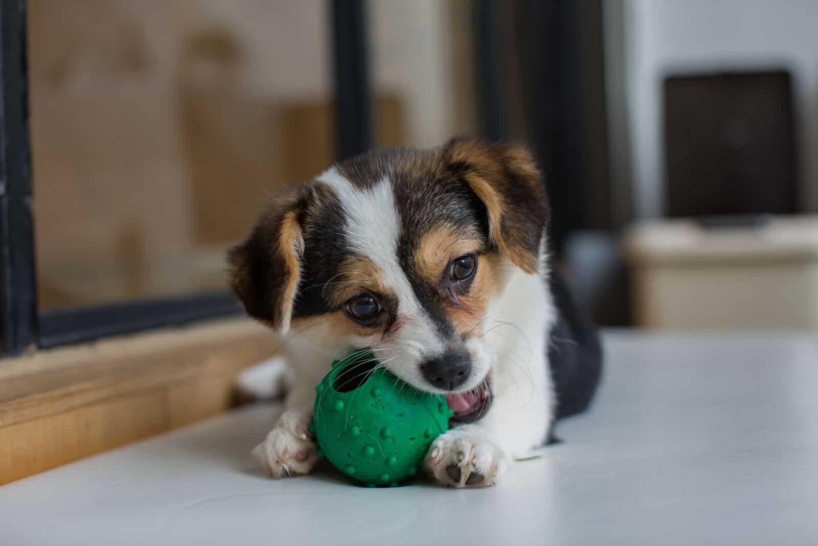 Cachorro de mezcla de Chihuahua con Corgi jugando con una pelota en el suelo