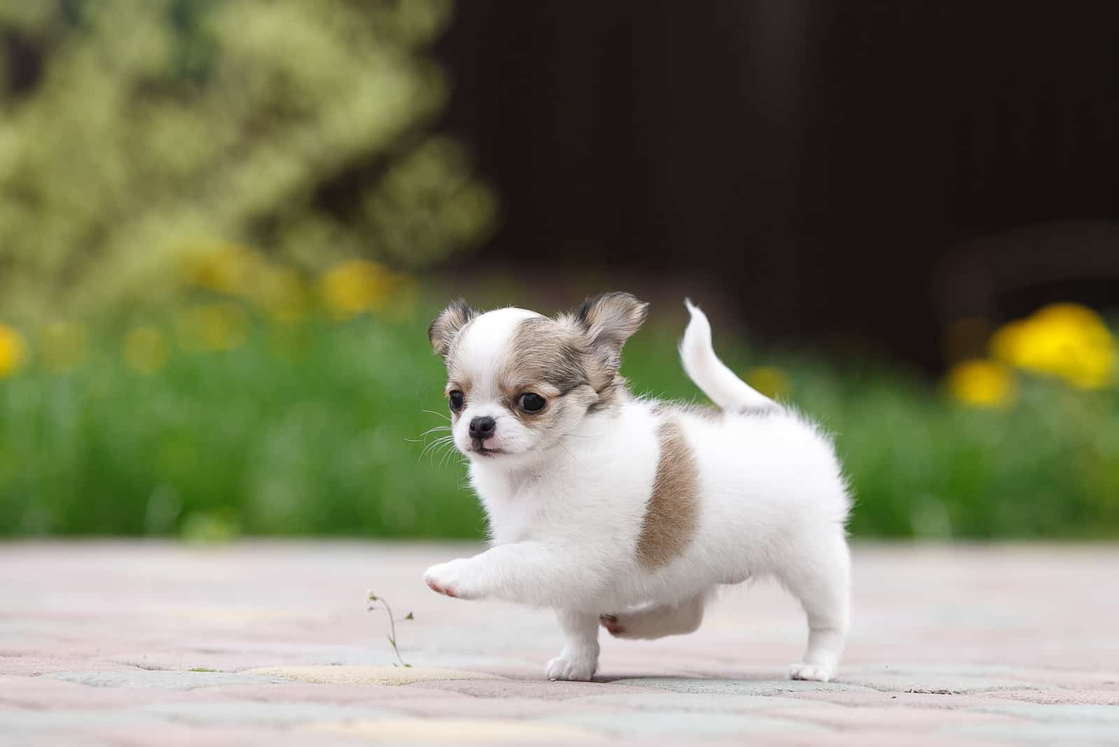 Cachorro de Chihuahua posa y juega en la naturaleza