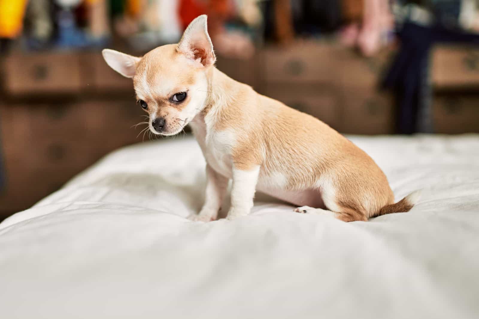 Cachorro de Chihuahua sentado en una almohada