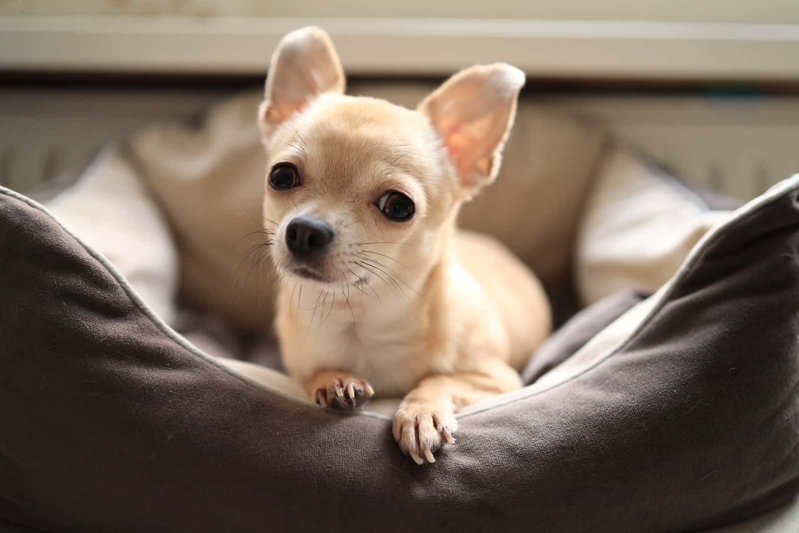 Chihuahua sentado en una cama