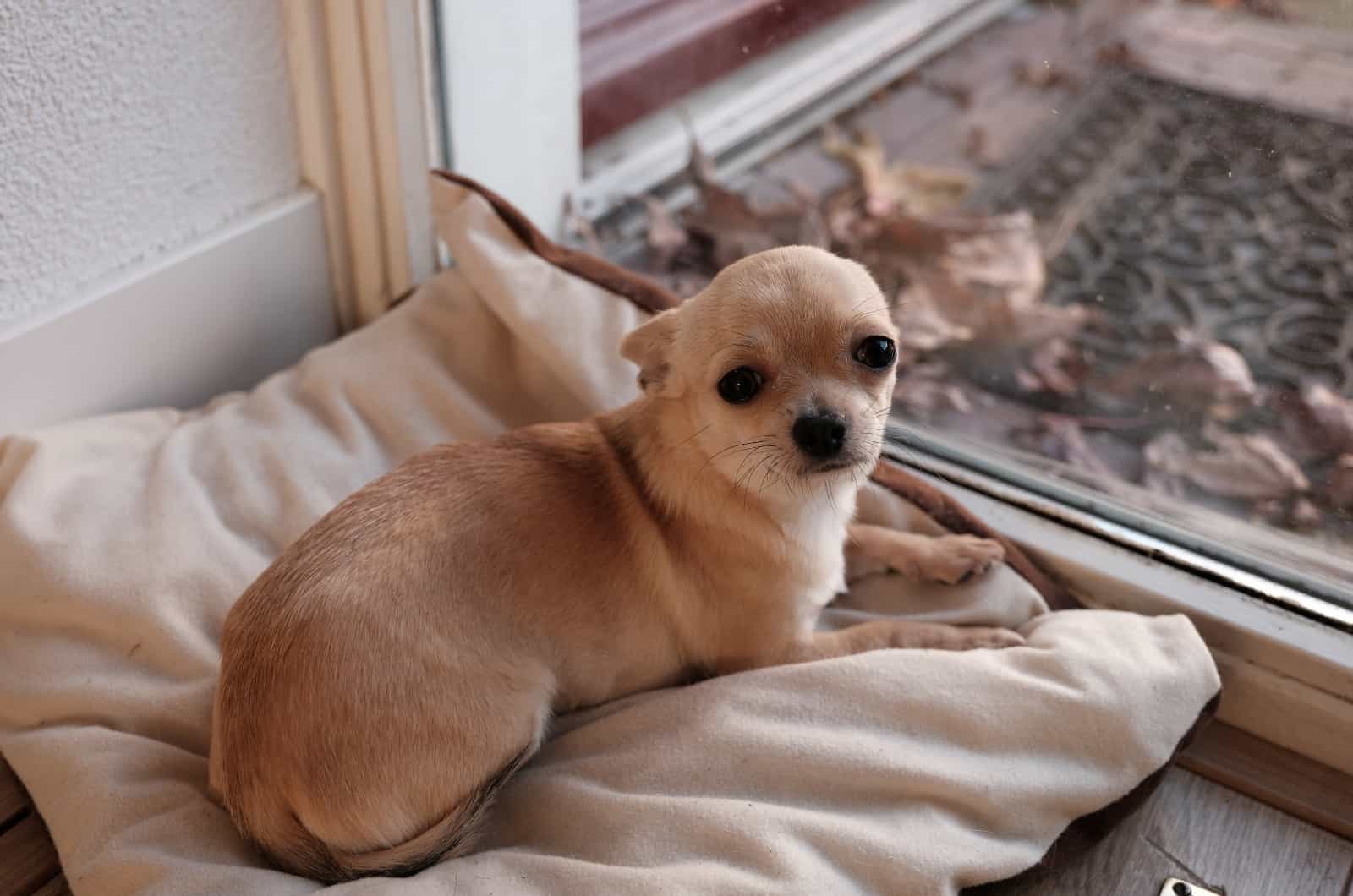 Chihuahua sentado en almohada