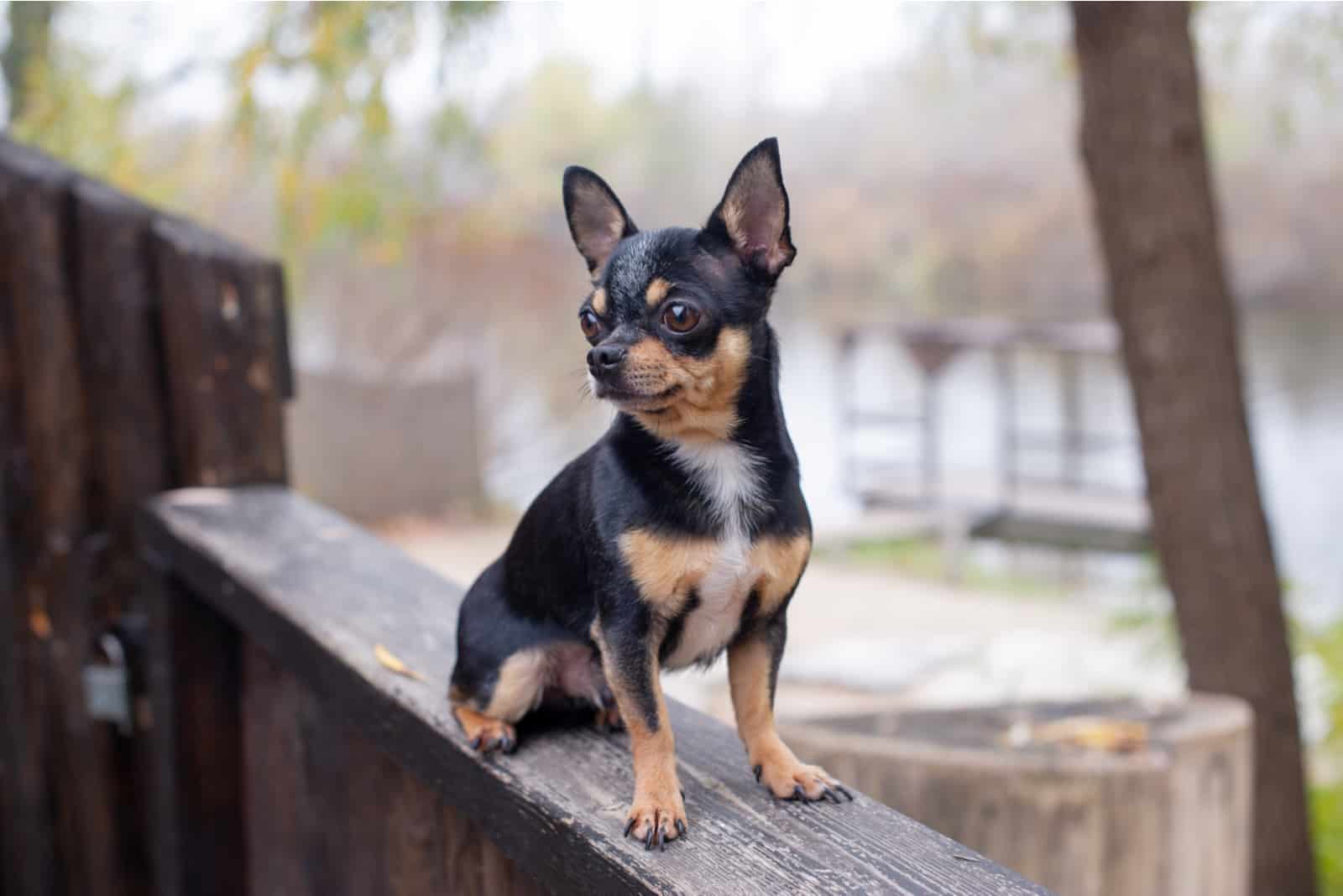 Chihuahua sentado afuera