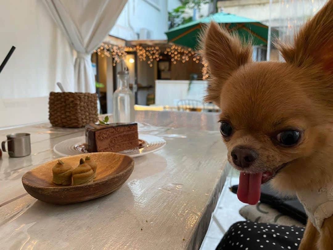 Chihuahua de pie en la silla