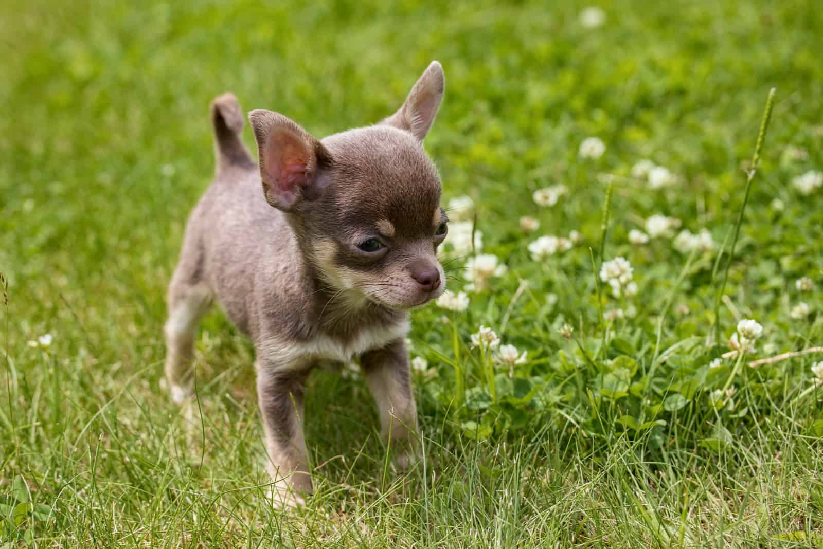 Chihuahua caminando en el césped afuera