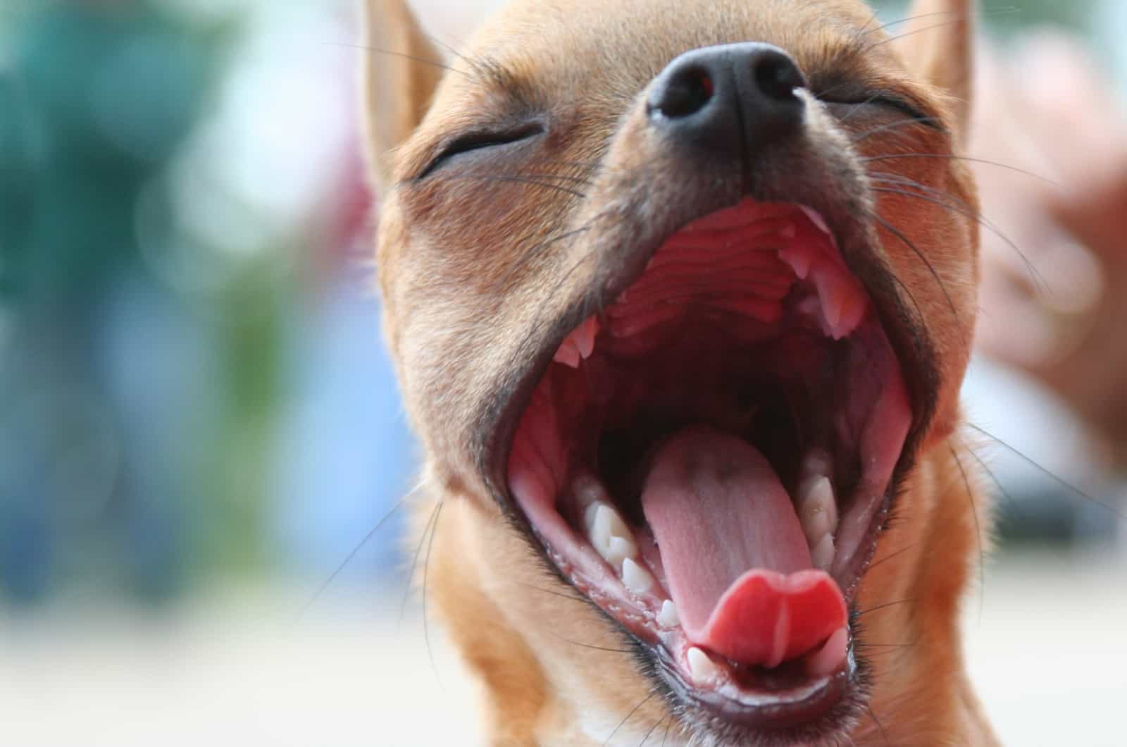Chihuahua con la boca abierta