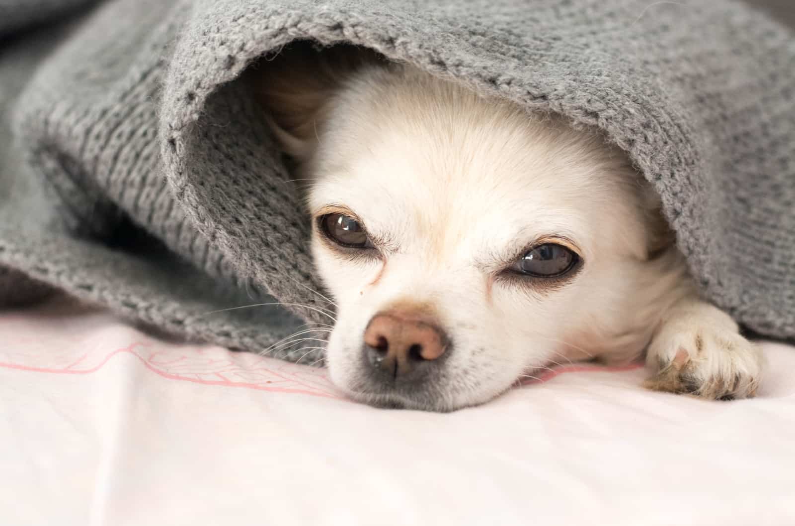 Chihuahua envuelto en una manta