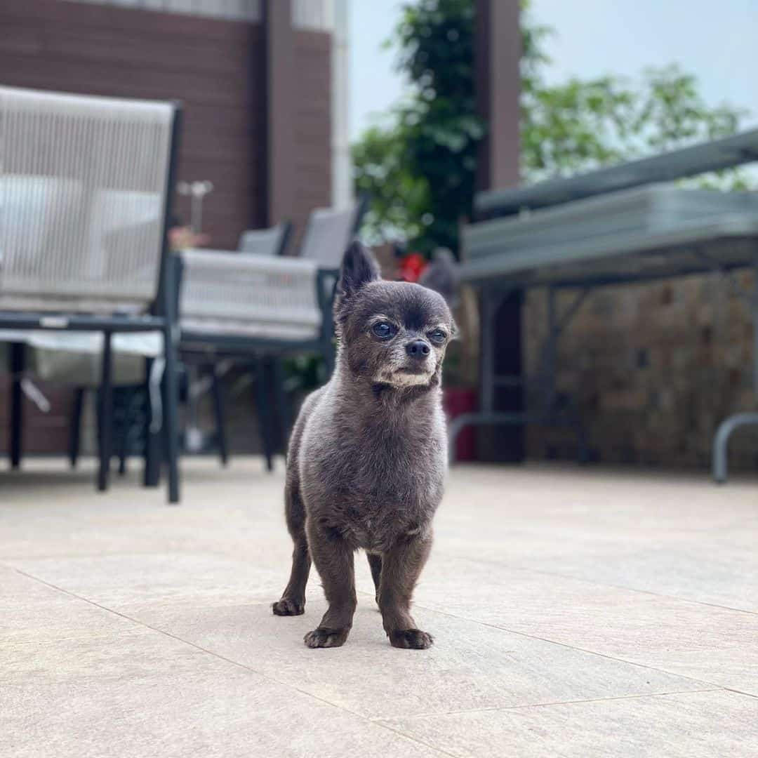 chihuahuas parados afuera