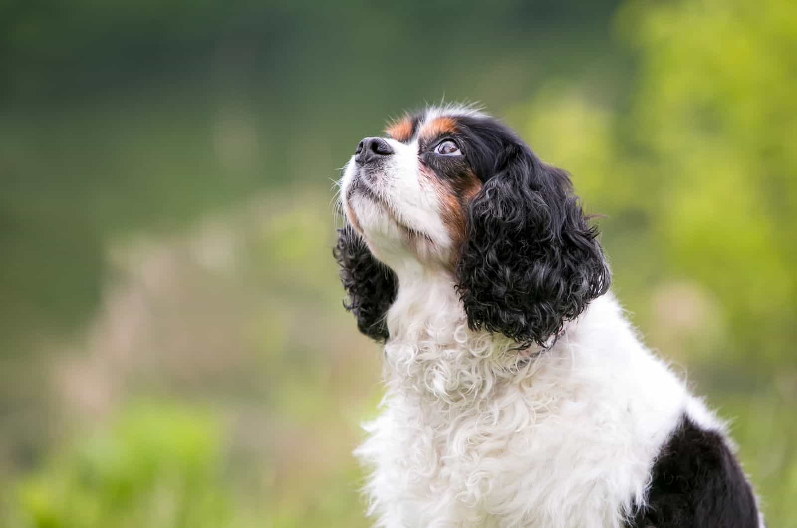 Perro Chilier mirando hacia arriba