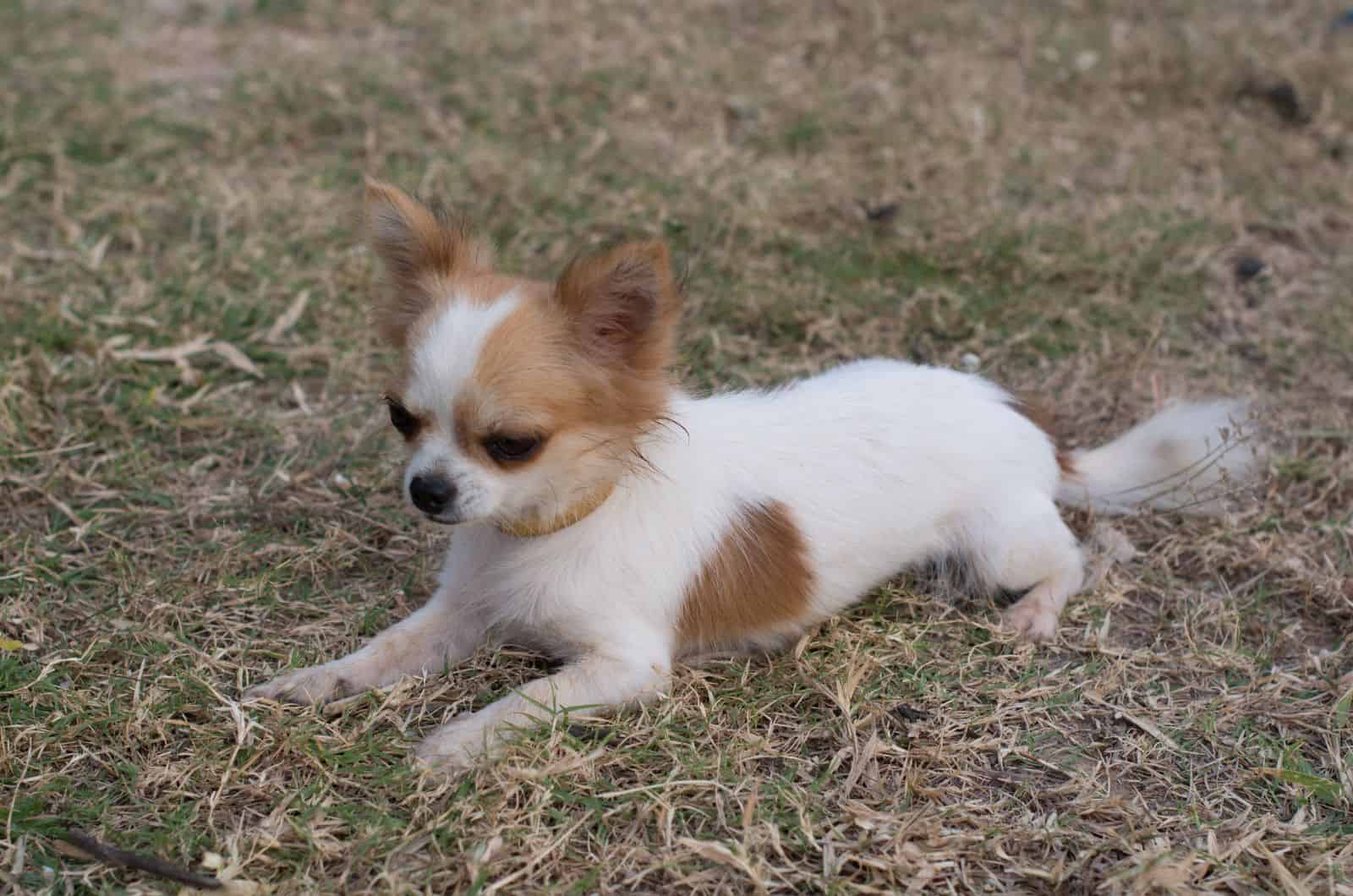 Perro Chilier sentado en el césped