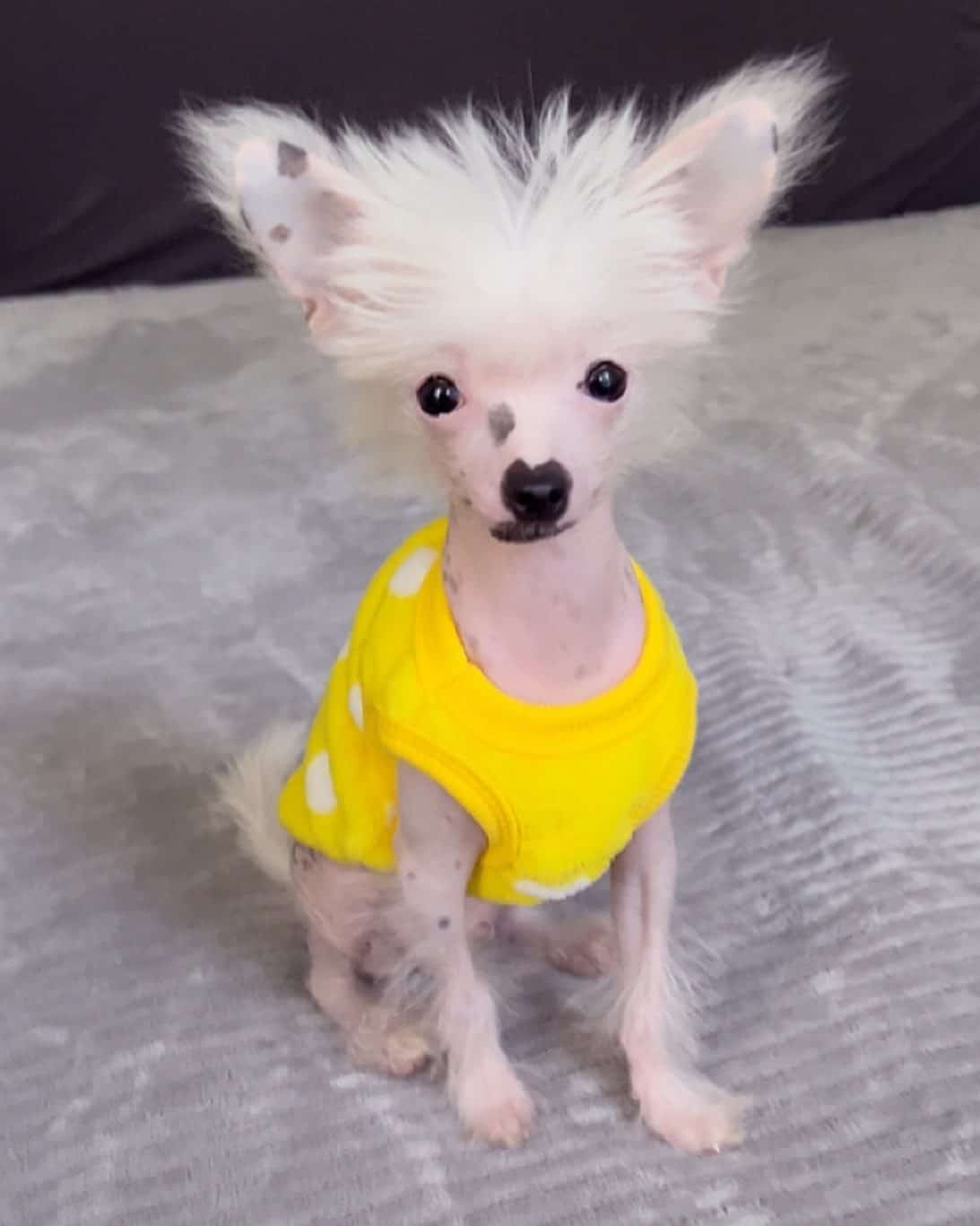 Perro Crestado Chino