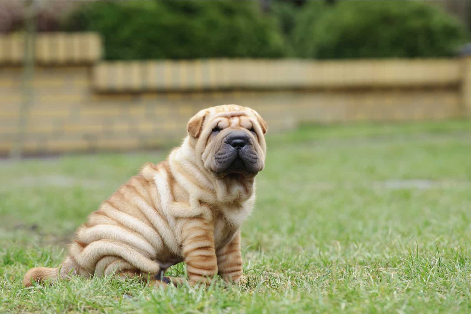 Retrato de cachorro de Shar pei chino en el jardín