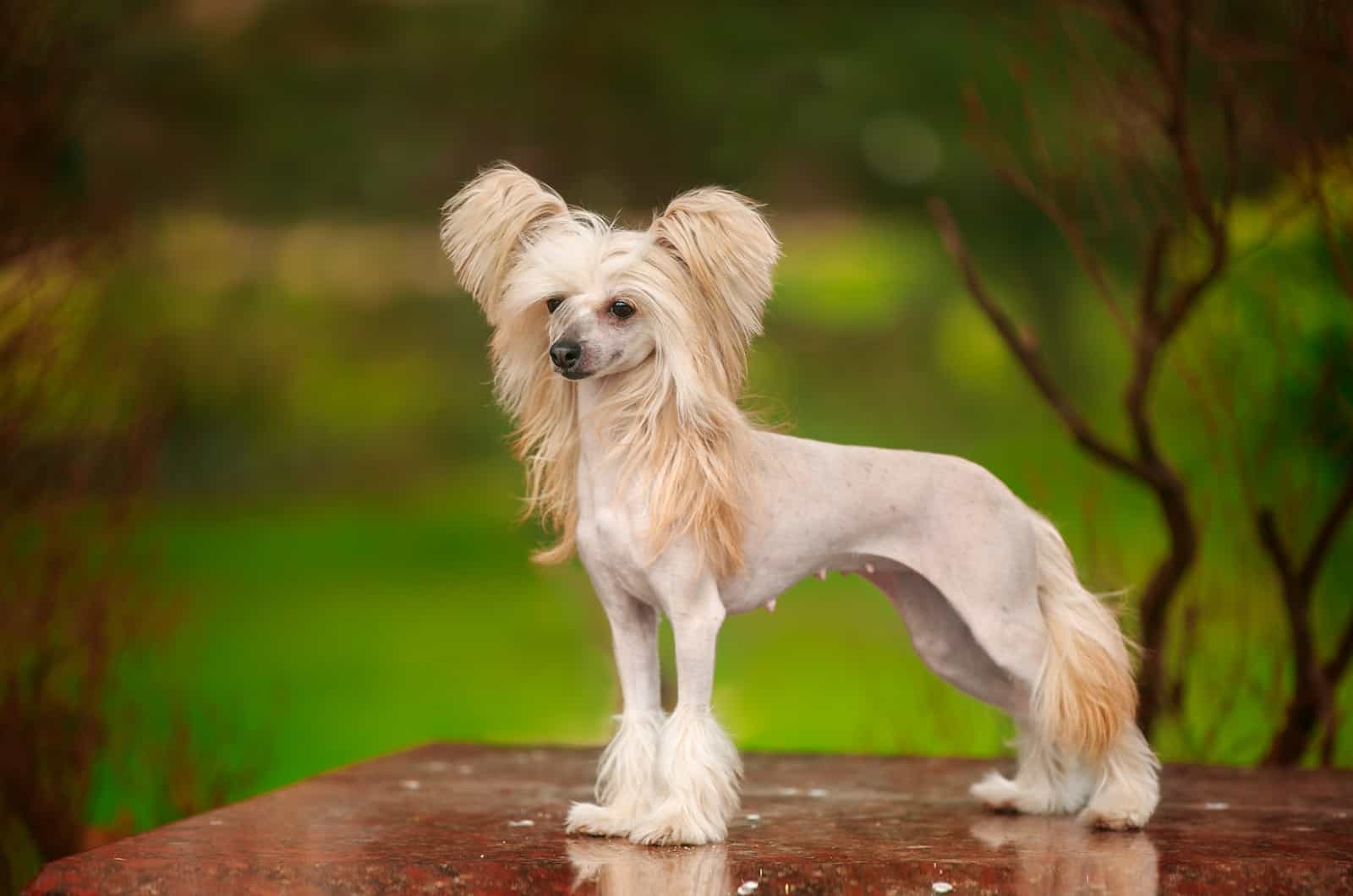 perro crestado chino camina en el parque