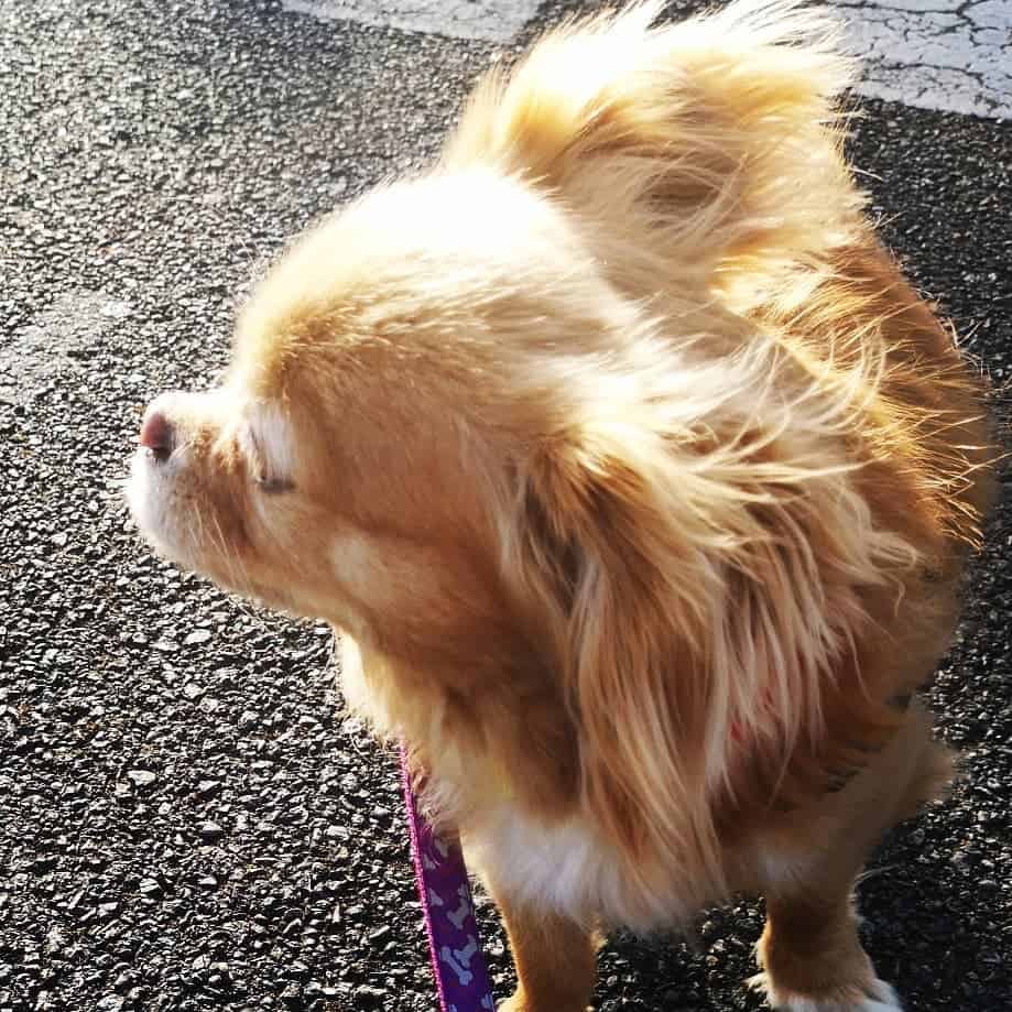 cachorro Chivalier mirando hacia otro lado