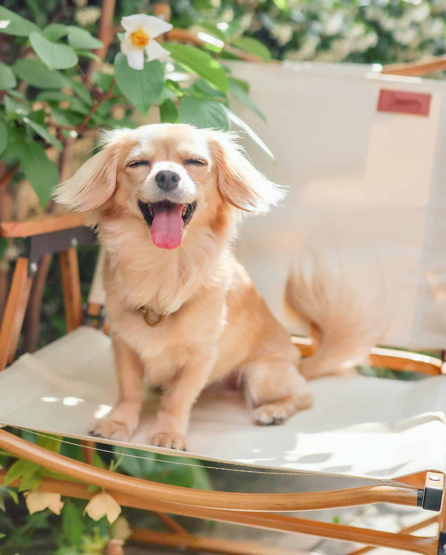 Perro Chiweenie en la silla
