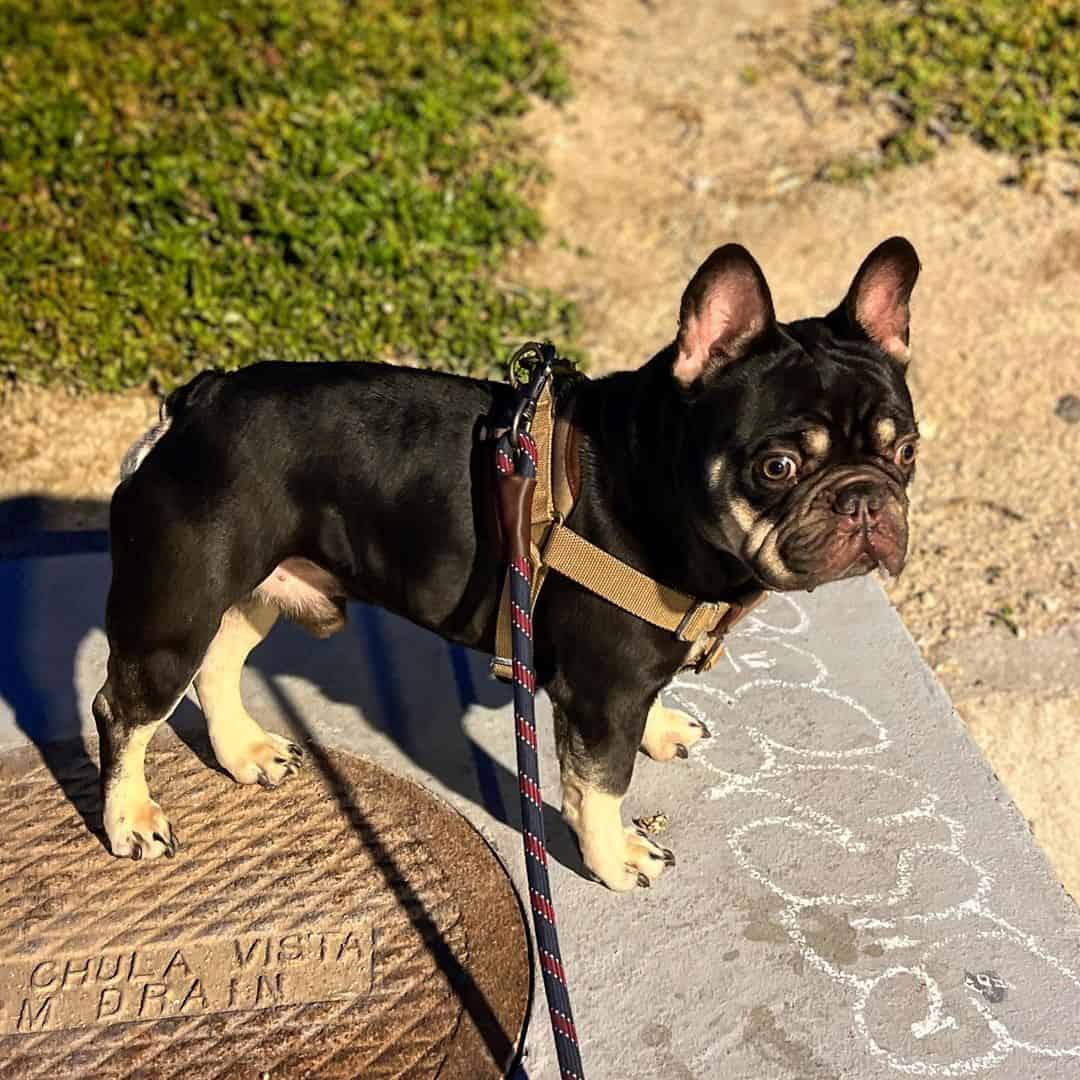 Bulldogs Franceses Chocolate