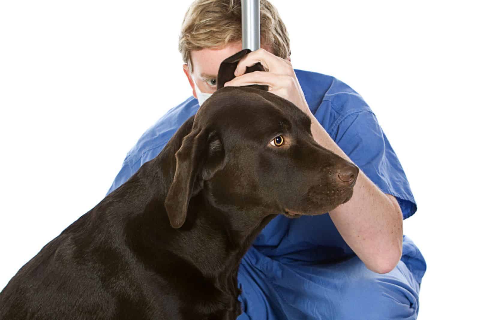 Labrador chocolate mientras le revisan las orejas