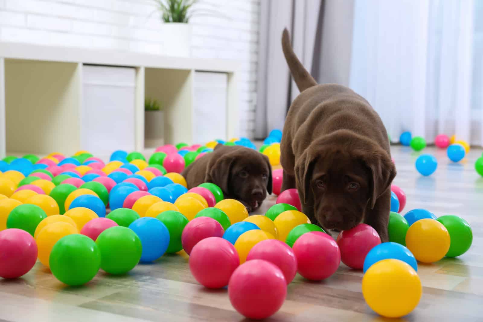 Cachorros de Labrador Retriever de chocolate jugando con pelotas de colores en interiores