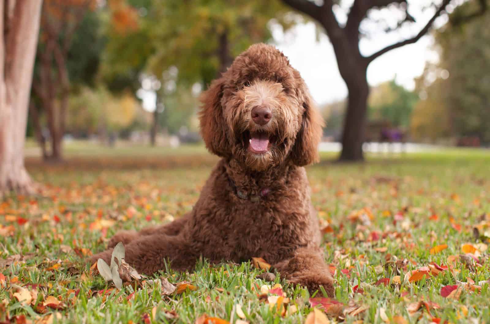 labradoodle chocolate acostado en hojas de otoño