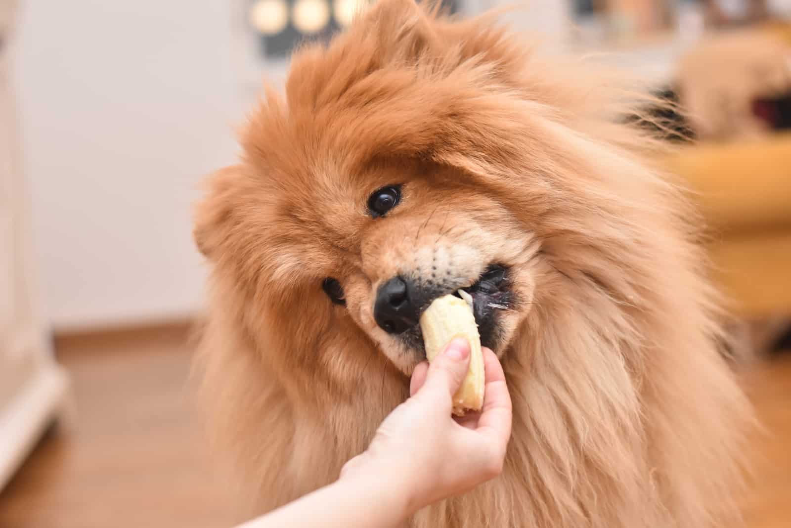 Chow Chow comiendo plátano