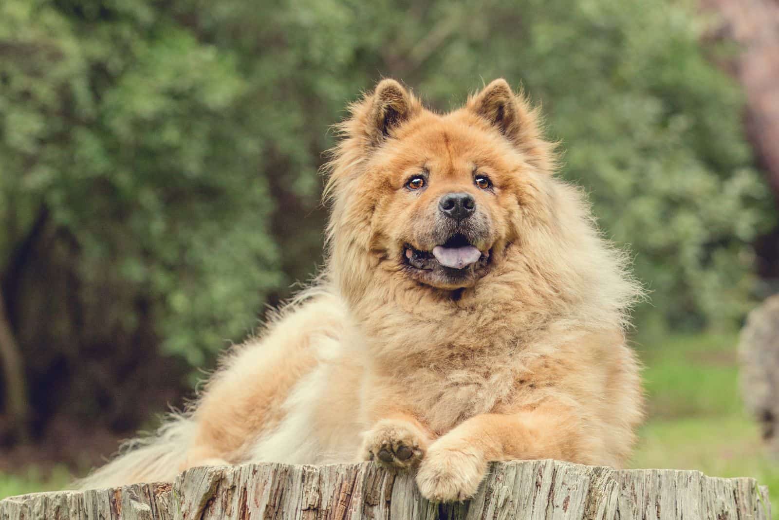 Cachorro de Chow Chow acostado sobre un árbol