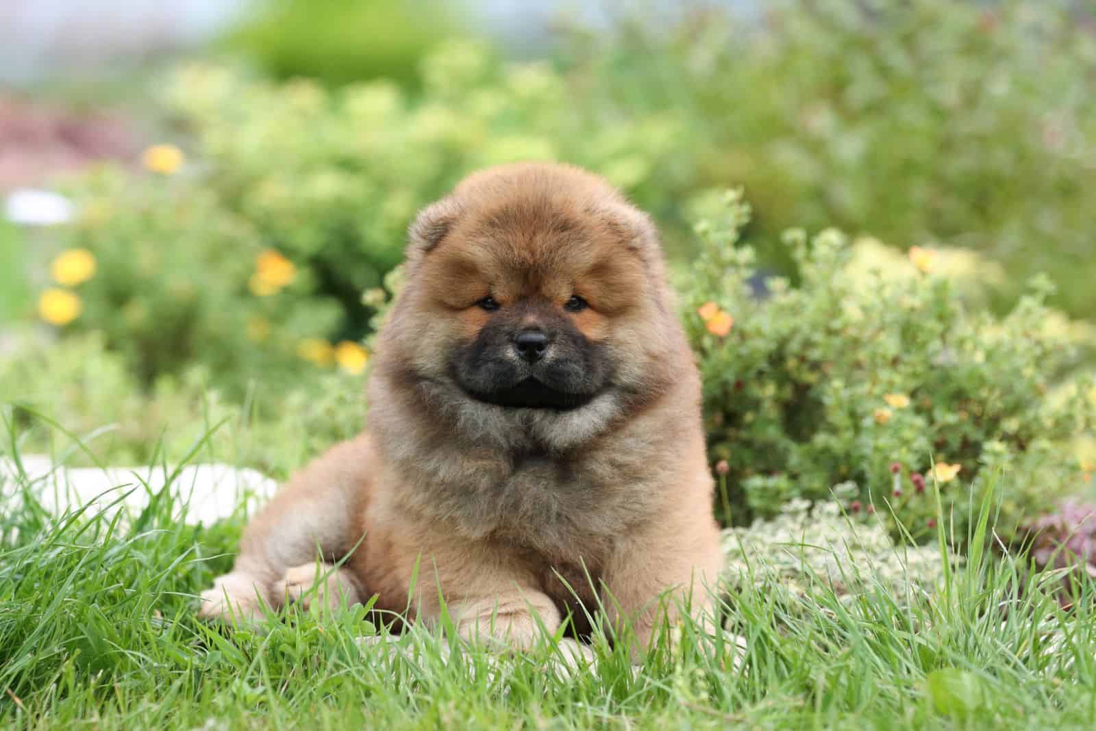 Cachorro de Chow Chow sentado en el jardín sobre el césped