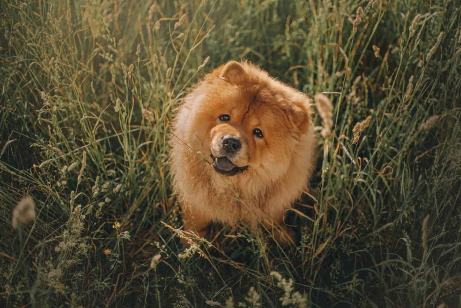 Cachorro de Chow Chow sentado en el césped y mirando a la cámara