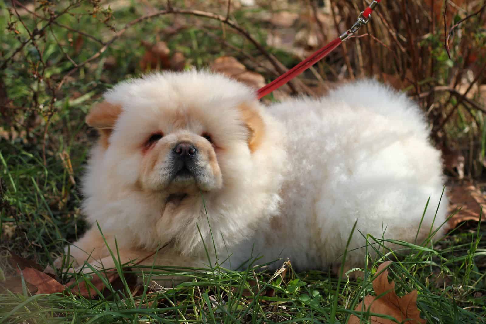 Cachorro de Chow Chow sentado en el césped con una correa