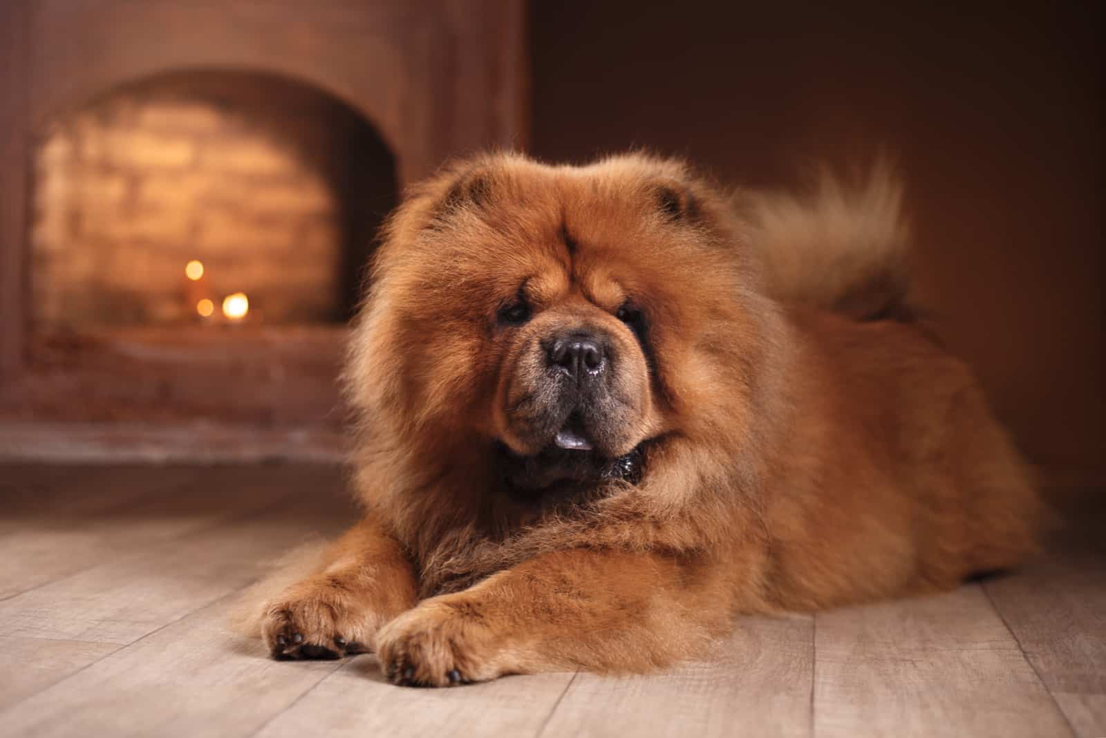 Chow Chow sentado en el suelo