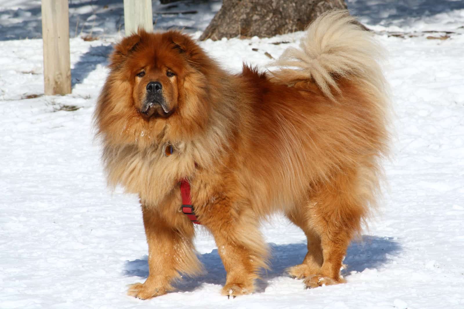 Perro Chow Chow en la nieve