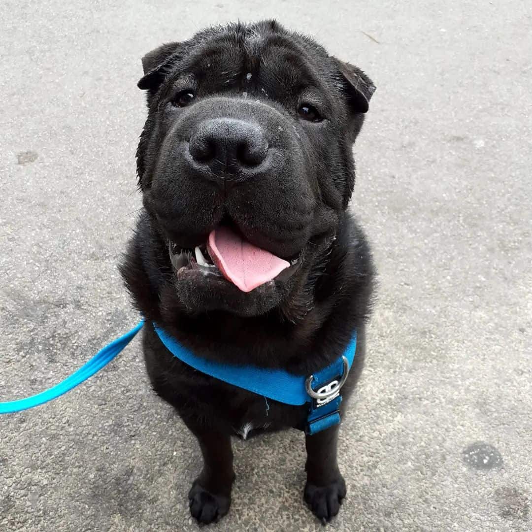 Perro Chow Pei
