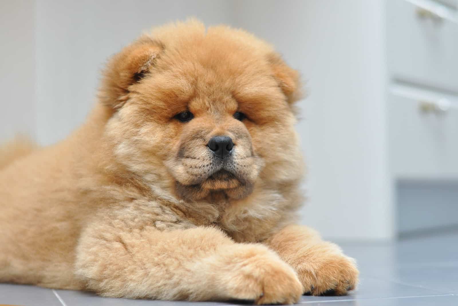 Cachorro chow chow en la casa