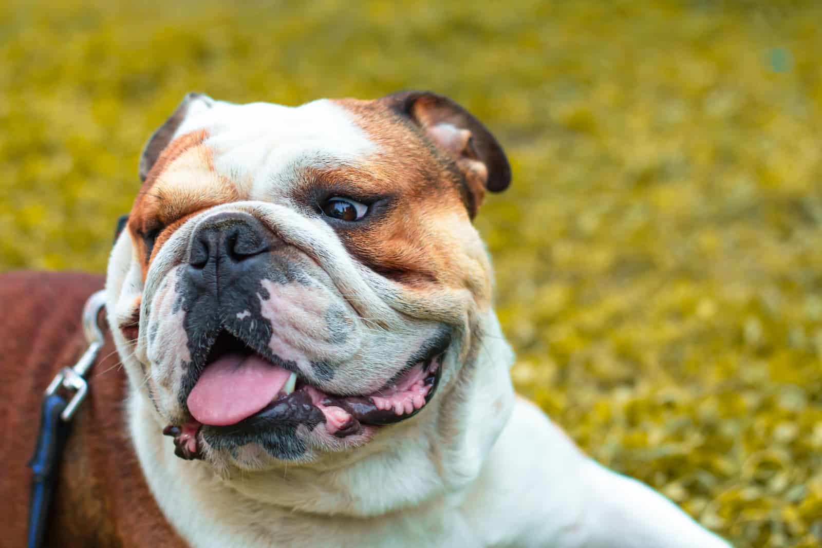 Vista de cerca de un cachorro de Bulldog Inglés con cara arrugada sonriendo.