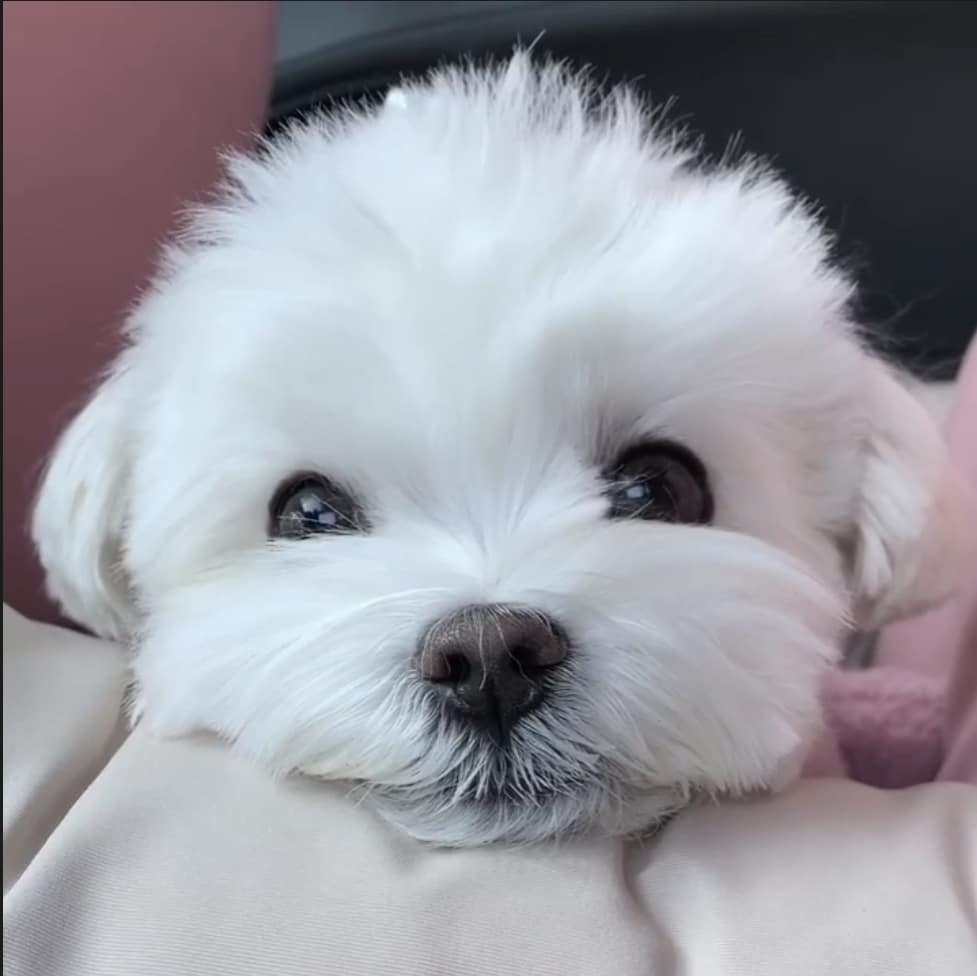 Closeup de un cachorro maltés