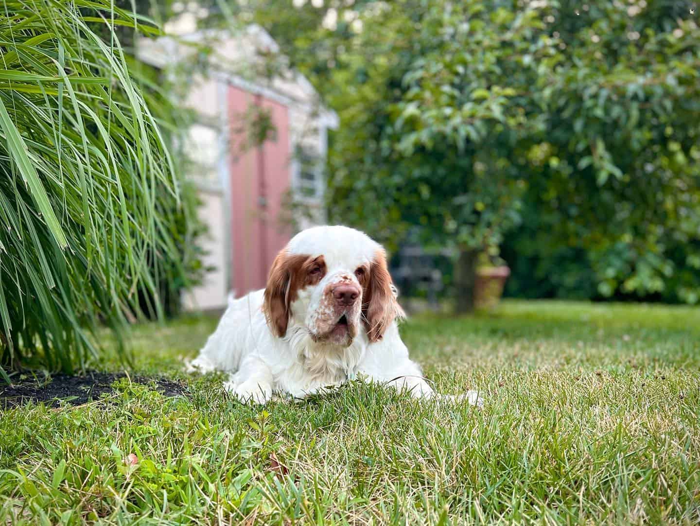 Spaniel Clumber en el patio