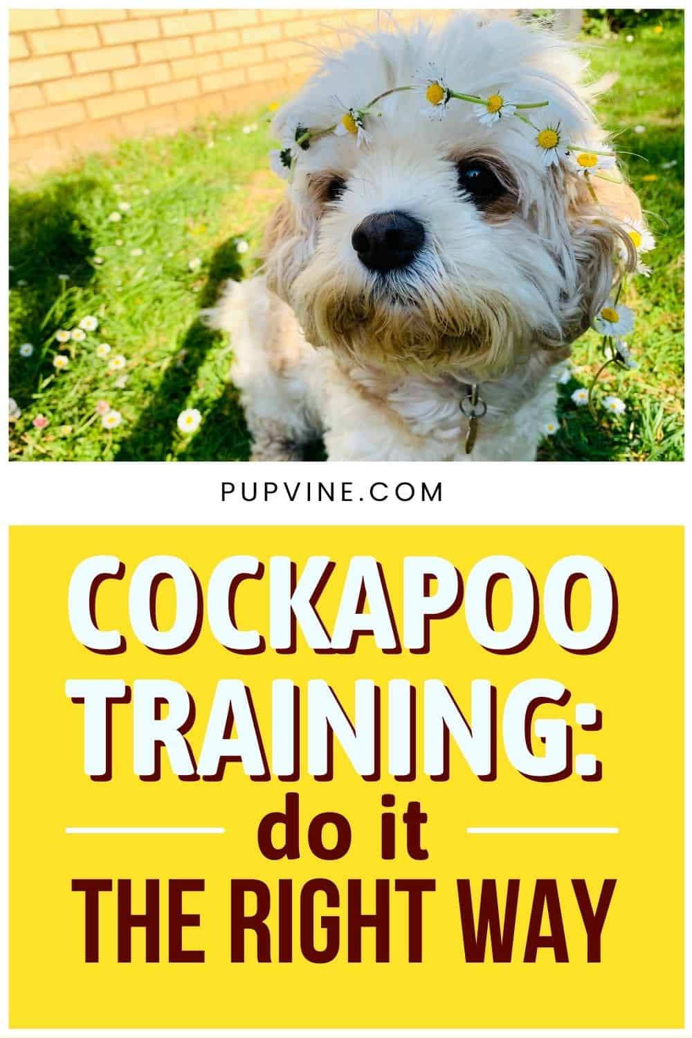 Entrenamiento de Cockapoo Hazlo de la manera correcta